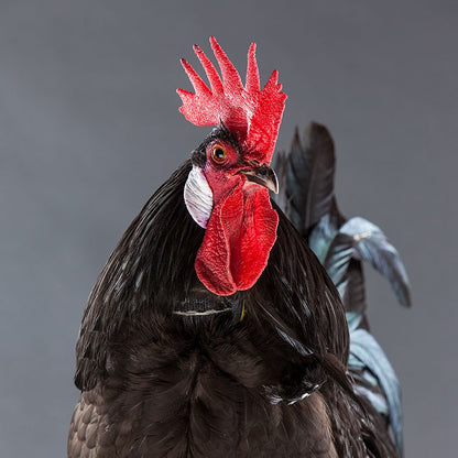 No-Crow Rooster Collar for chickens on a dark-feathered rooster with bright red comb on Tampa Home & Garden Store