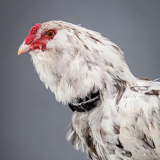 No-Crow Rooster Collar My Pet Chicken black neck collar for chicken on Tampa Home & Garden Store