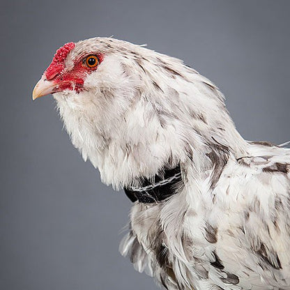 No-Crow Rooster Collar My Pet Chicken black neck collar for chicken on Tampa Home & Garden Store