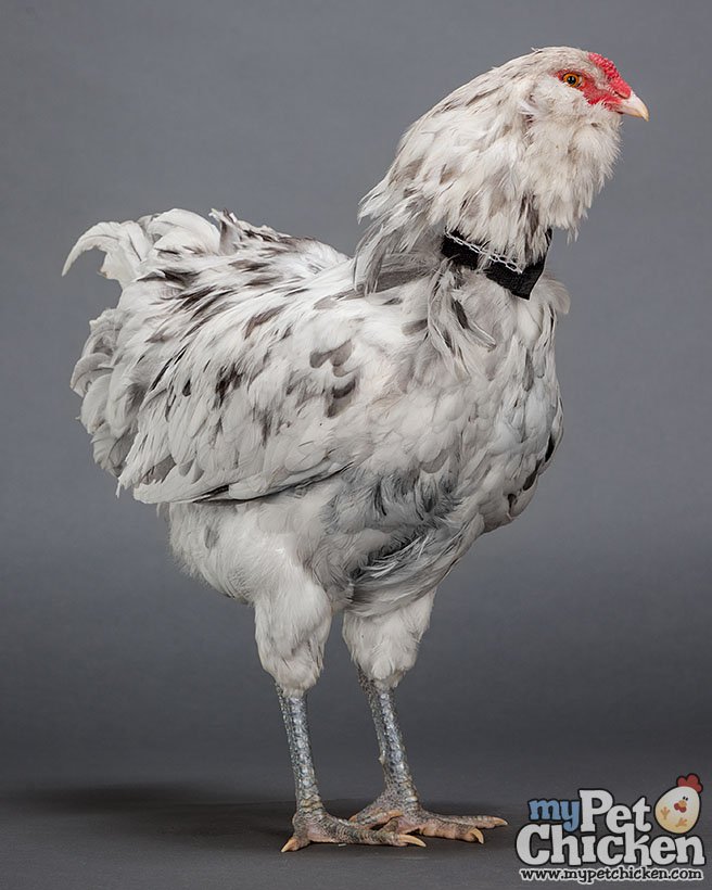 No-Crow Rooster Collar for chickens, white/gray plumage, black collar, My Pet Chicken brand on Tampa Home & Garden Store