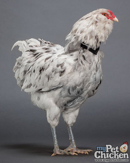 No-Crow Rooster Collar for chickens, white/gray plumage, black collar, My Pet Chicken brand on Tampa Home & Garden Store