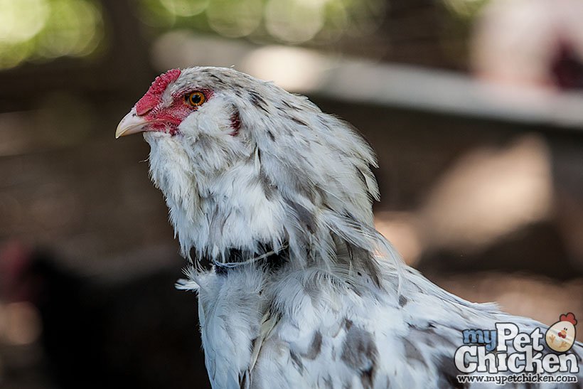 No-Crow Rooster Collar on chicken with gray-white plumage, red comb by My Pet Chicken on Tampa Home & Garden Store