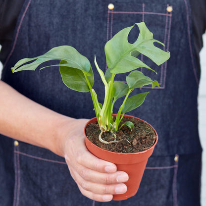 Philodendron Mini Monstera Minima 4-inch plant in terracotta pot with fenestrated green leaves on Tampa Home & Garden Store