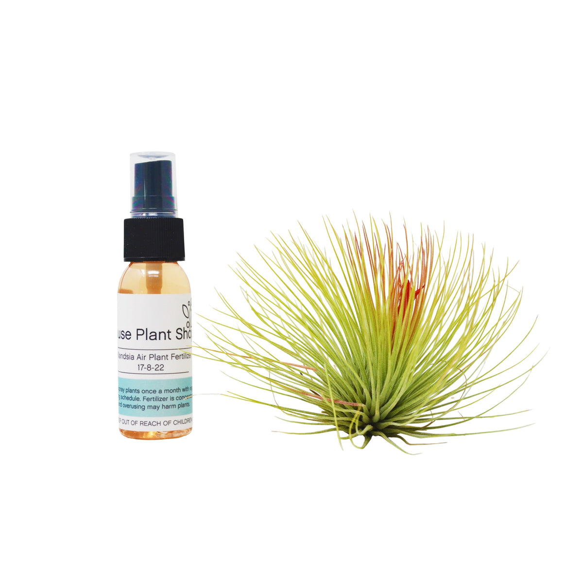 Adreana Air Plant w/ Fertilizer beside orange spray bottle from House Plant Shop on Tampa Home & Garden Store