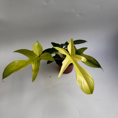 Philodendron Florida Ghost White plant by RUNOPLANTS in a pot with yellow variegated leaves on Tampa Home & Garden Store