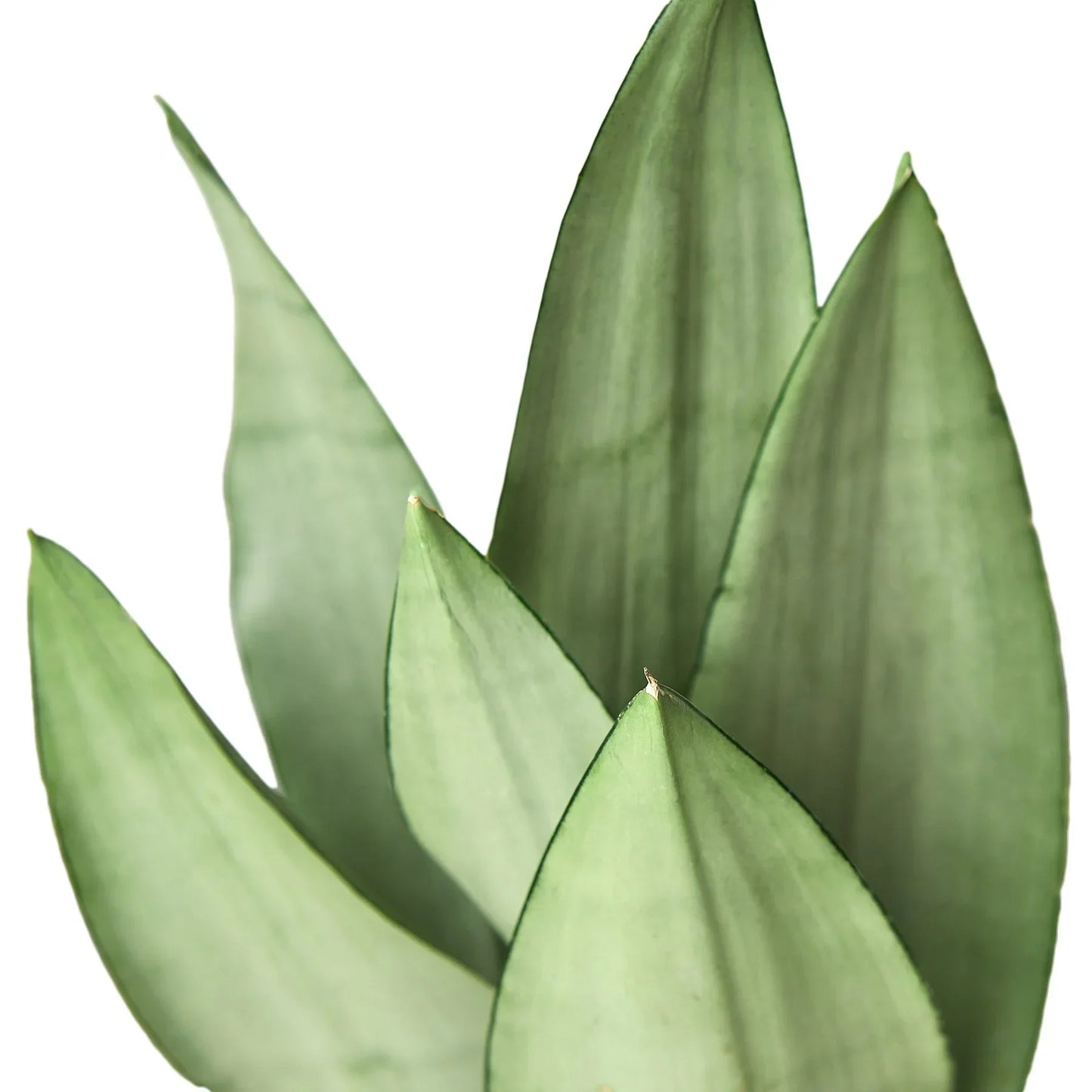 Snake Plant Moonshine indoor plant leaves close-up, green swordlike foliage on Tampa Home & Garden Store