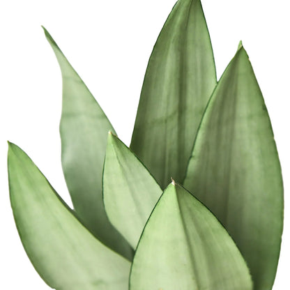 Snake Plant Moonshine indoor plant leaves close-up, green swordlike foliage on Tampa Home & Garden Store