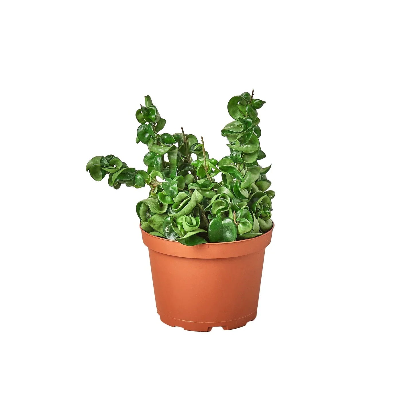 Hoya Rope Plant, 4-inch with curly green leaves in a terracotta pot Rooted Treasures Farms on Tampa Home & Garden Store