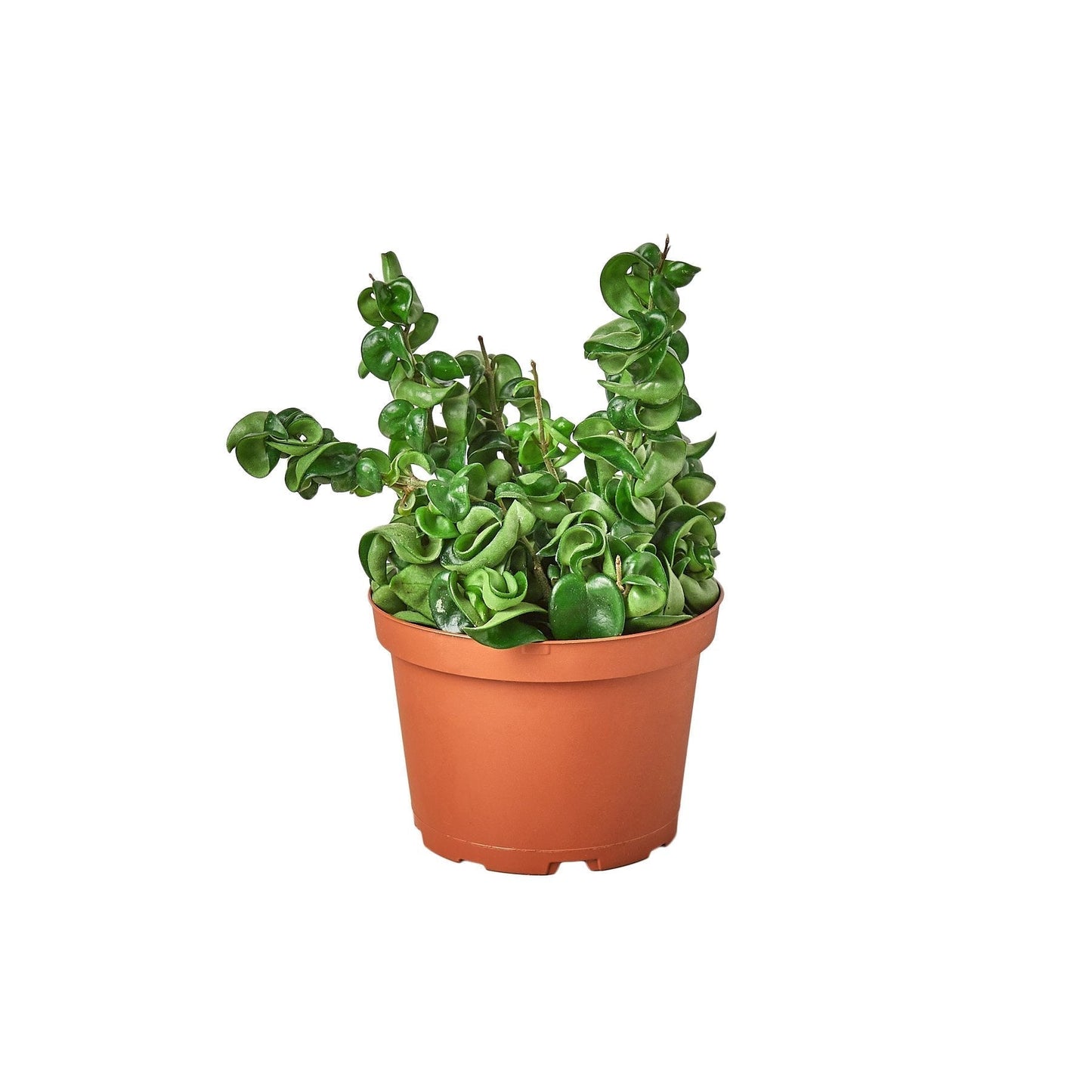Hoya rope plant in terracotta nursery pot with curly green leaves Rooted Treasures Farms on Tampa Home & Garden Store