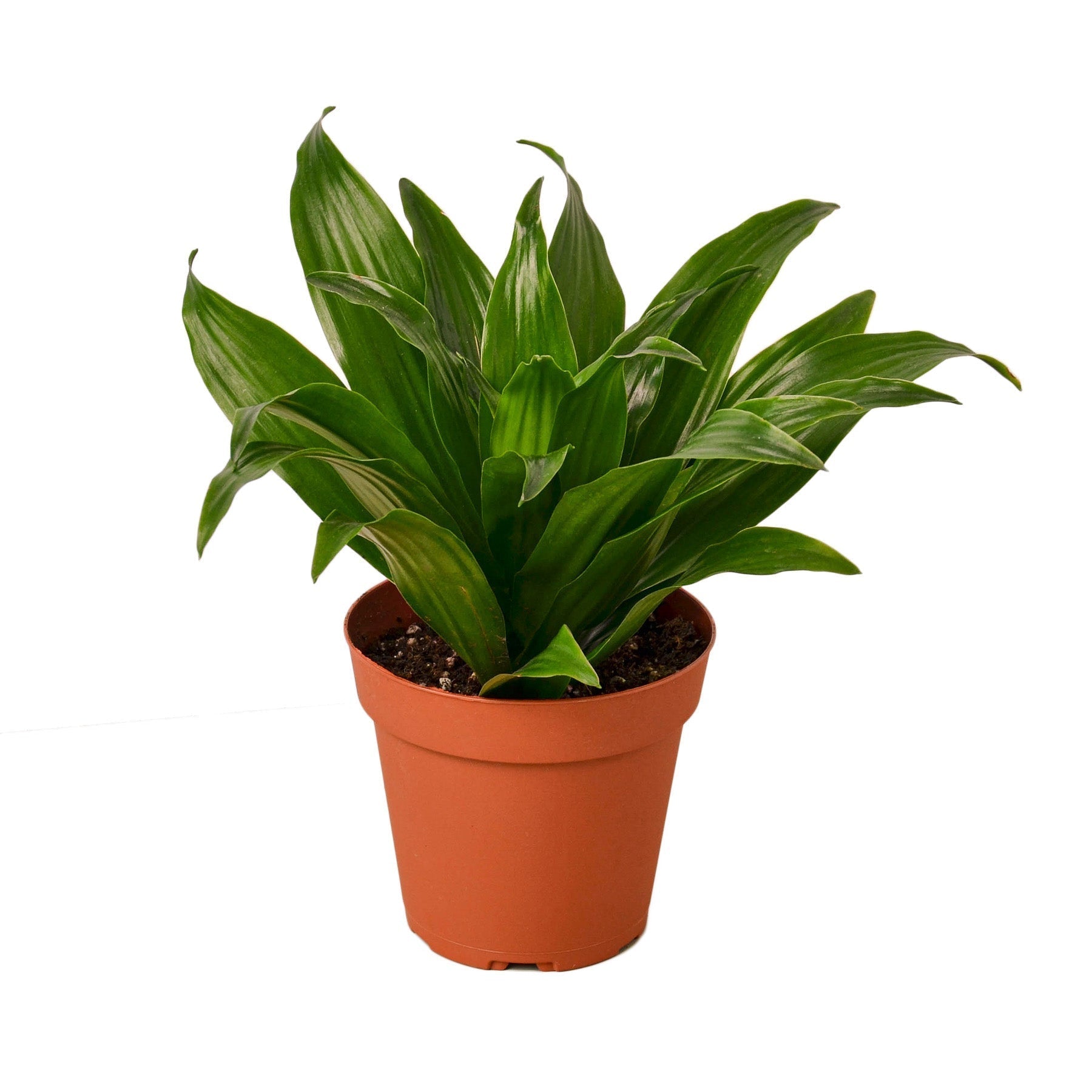 Dracaena Janet Craig plant in a 4-inch nursery pot with glossy dark-green leaves on Tampa Home & Garden Store
