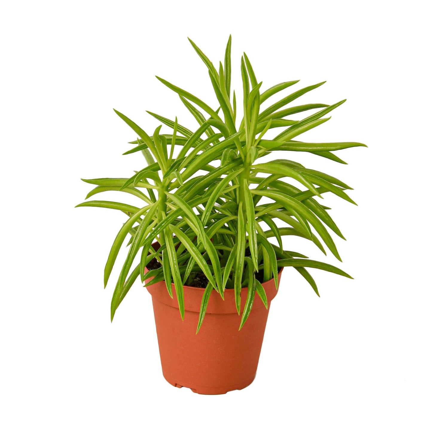 Peperomia Green Bean indoor plant in nursery pot with leaves Rooted Treasures Farms on Tampa Home & Garden Store
