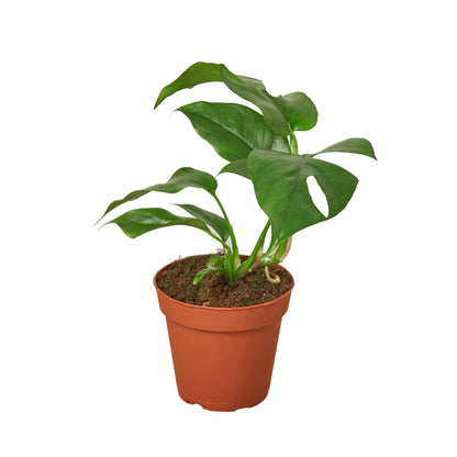 Philodendron Mini Monstera Minima plant in 4in pot with green leaves on Tampa Home & Garden Store