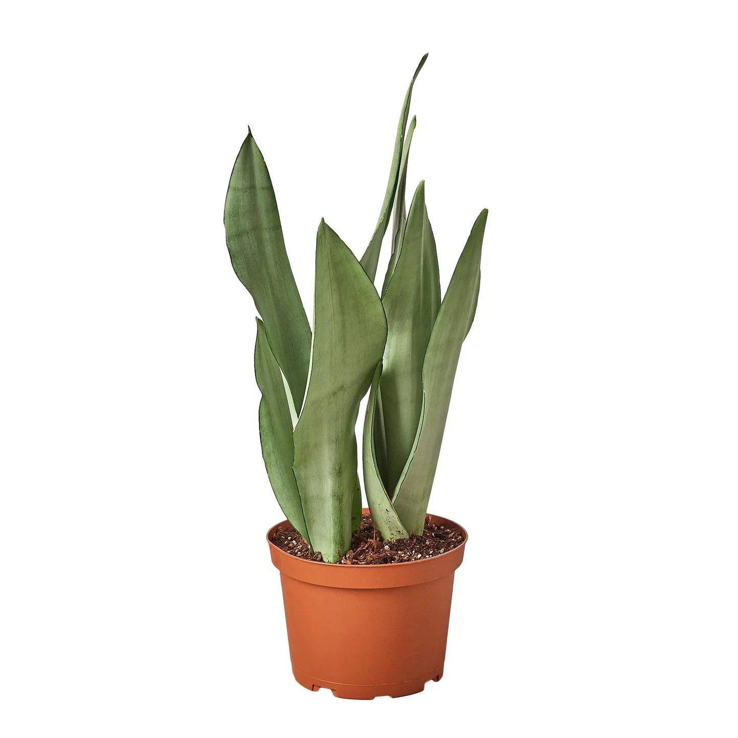 Snake Plant Moonshine indoor plant in terracotta pot with tall sword leaves Rooted Treasures Farms on Tampa Home & Garden Store