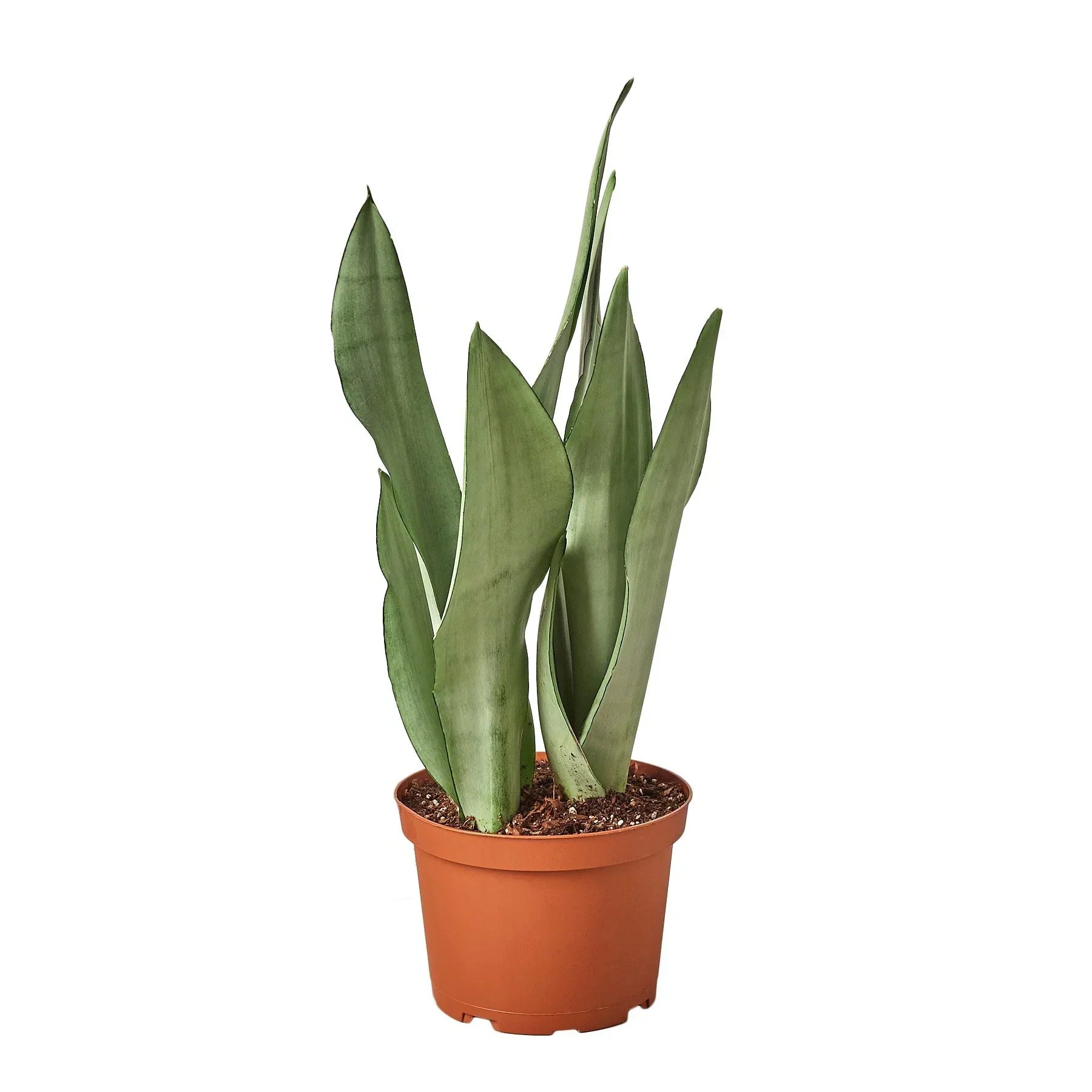 Snake Plant Moonshine indoor plant in terracotta pot with tall sword leaves Rooted Treasures Farms on Tampa Home & Garden Store