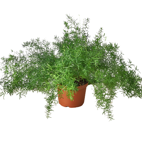Fern Sprengeri 6-inch plant in terracotta pot with trailing green fronds, Rooted Treasures Farms on Tampa Home & Garden Store