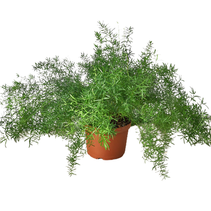 Fern Sprengeri 6-inch plant in terracotta pot with trailing green fronds, Rooted Treasures Farms on Tampa Home & Garden Store