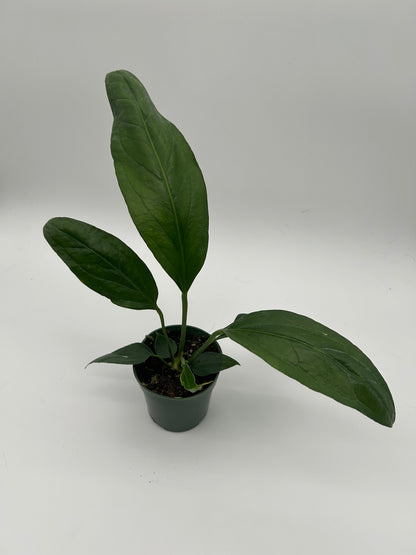 Anthurium Big Bill