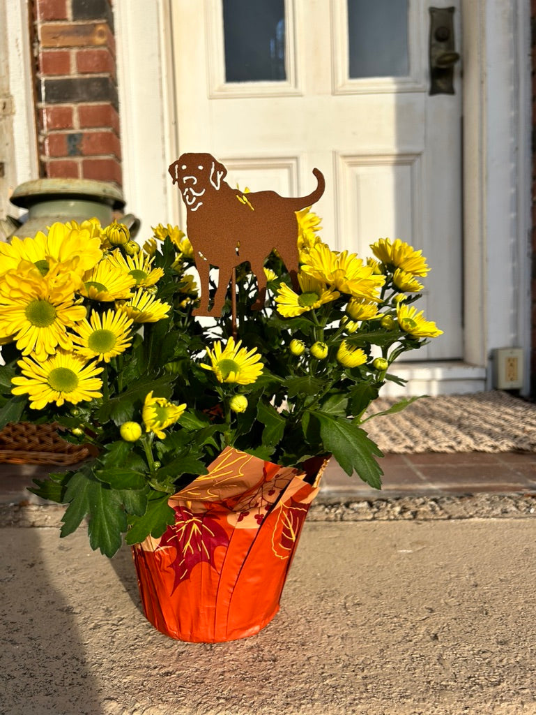 Labrador Retriever garden stake ornament in rust metal atop yellow mums in orange patterned pot on Tampa Home & Garden Store