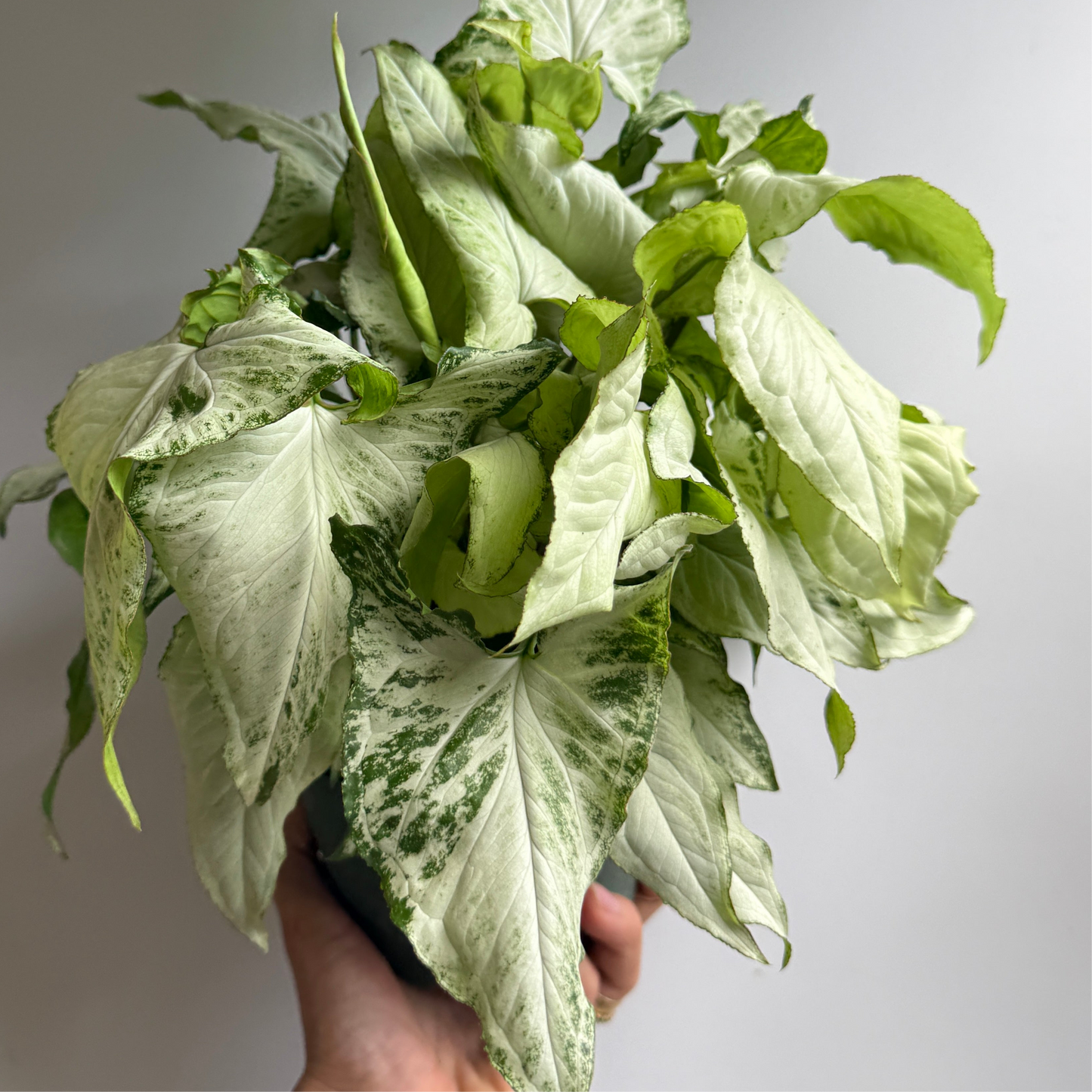 Syngonium Holly Houseplant For Beginners