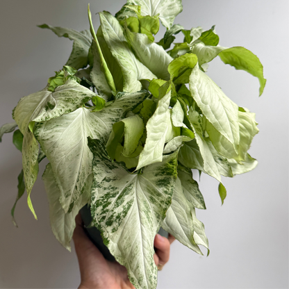 Syngonium Holly Houseplant For Beginners
