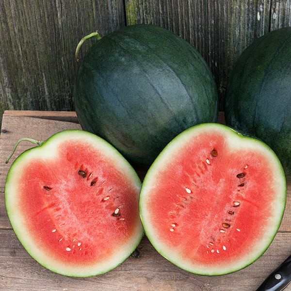 Sugar Baby Watermelon seeds by Seedtime; red flesh and seeds on Tampa Home & Garden Store