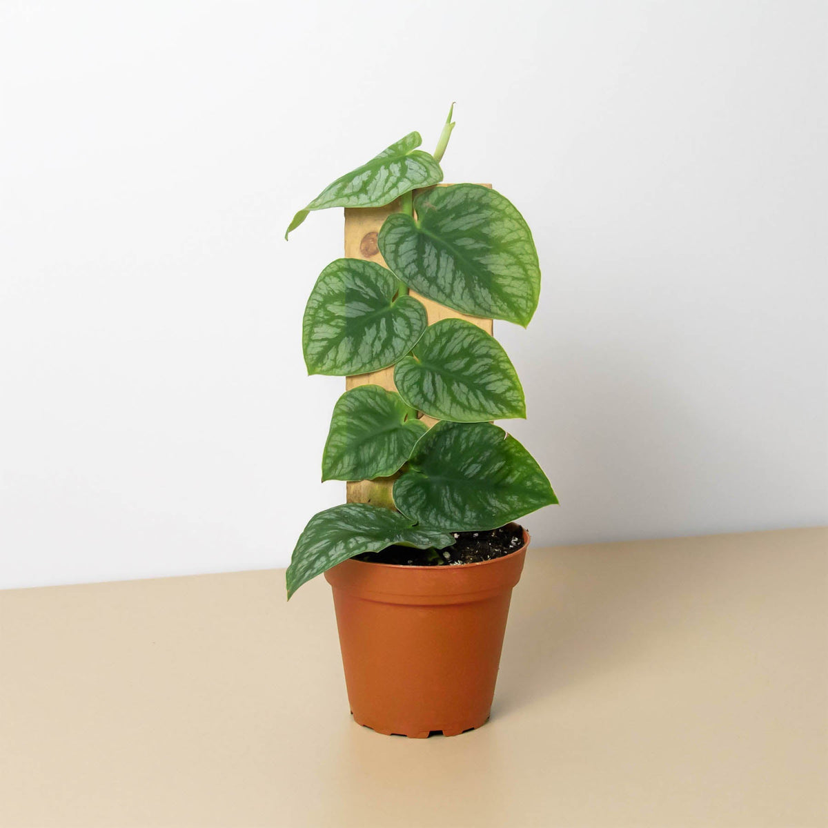 Monstera Dubia shingle plant with variegated green leaves climbing a wooden stake on Tampa Home & Garden Store