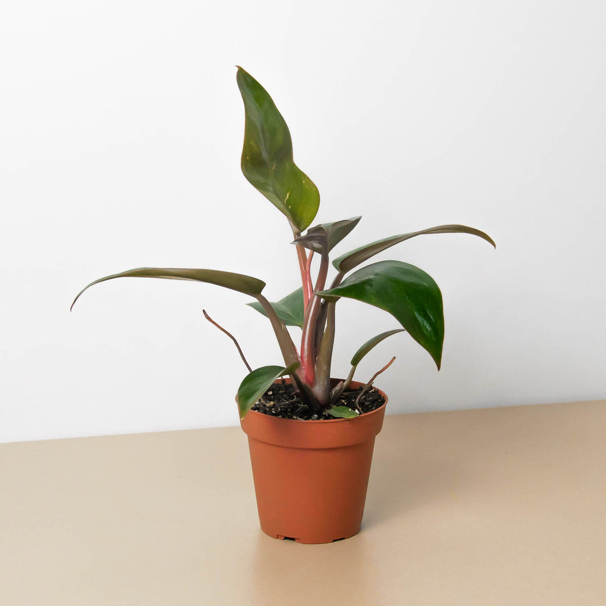 Philodendron Birkin Pink indoor plant with pink stems and glossy green leaves in a terracotta pot on Tampa Home & Garden Store