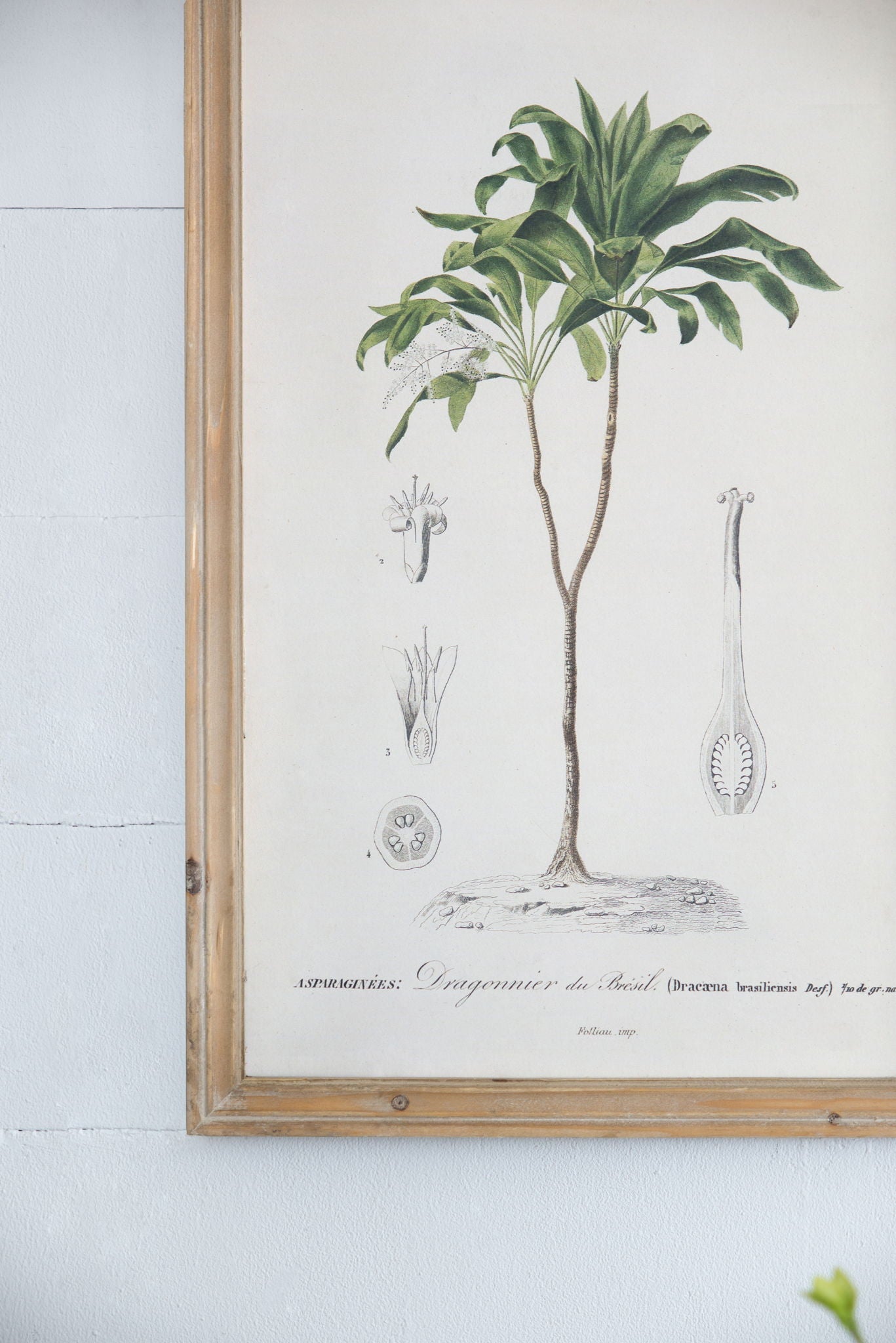 Tree Framed Print Set of 2 in light wood frame illustration Unique Piece Furniture on Tampa Home & Garden Store