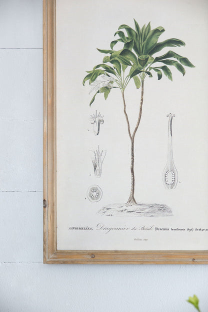 Tree Framed Print Set of 2 in light wood frame illustration Unique Piece Furniture on Tampa Home & Garden Store