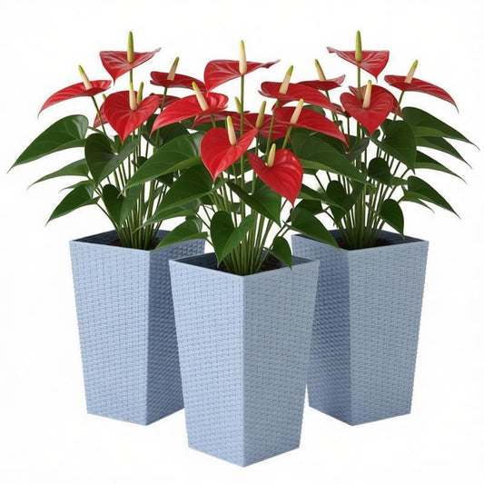 Plants Box Set of 3 Tall Planters in light blue woven pots with red anthurium plants on Tampa Home & Garden Store