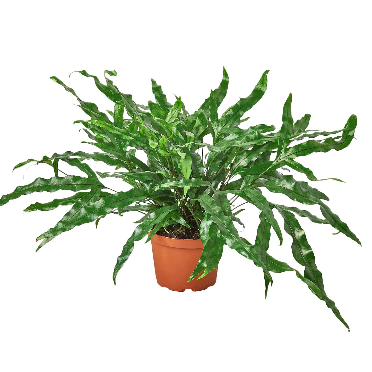 Fern Kangaroo Paw 6-inch plant with green, wavy leaves in a terracotta pot on Tampa Home & Garden Store