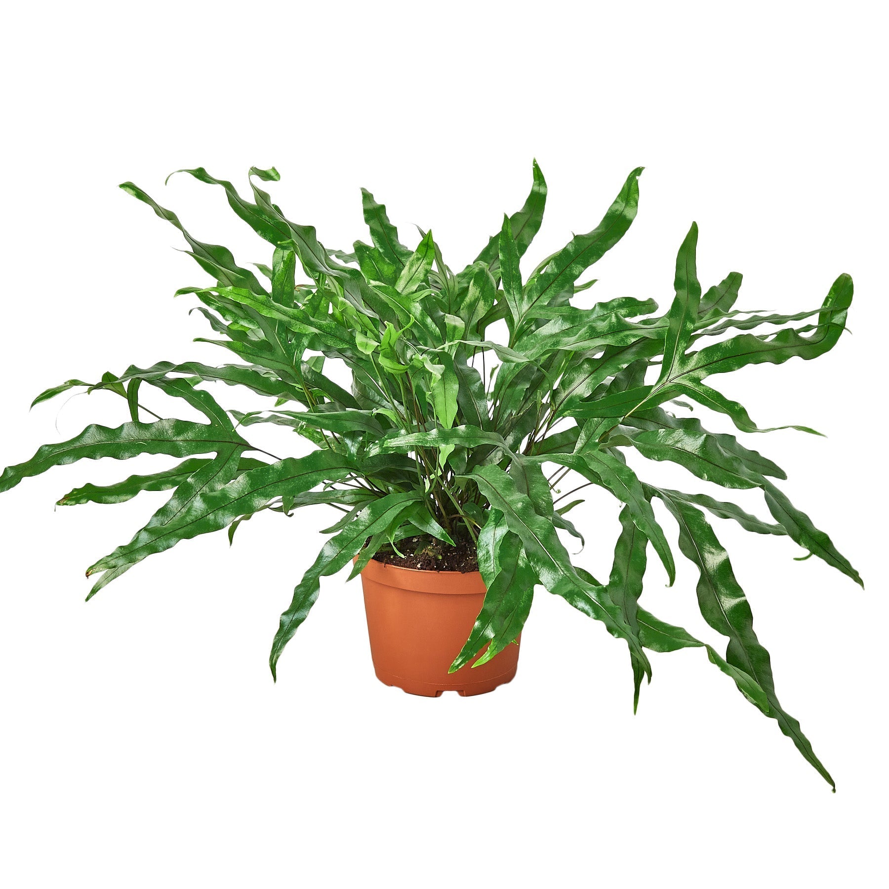 Fern Kangaroo Paw 6-inch plant with green, wavy leaves in a terracotta pot on Tampa Home & Garden Store