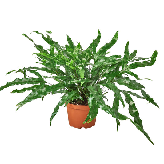 Fern Kangaroo Paw 6-inch plant, glossy leaves, Rooted Treasures Farms on Tampa Home & Garden Store