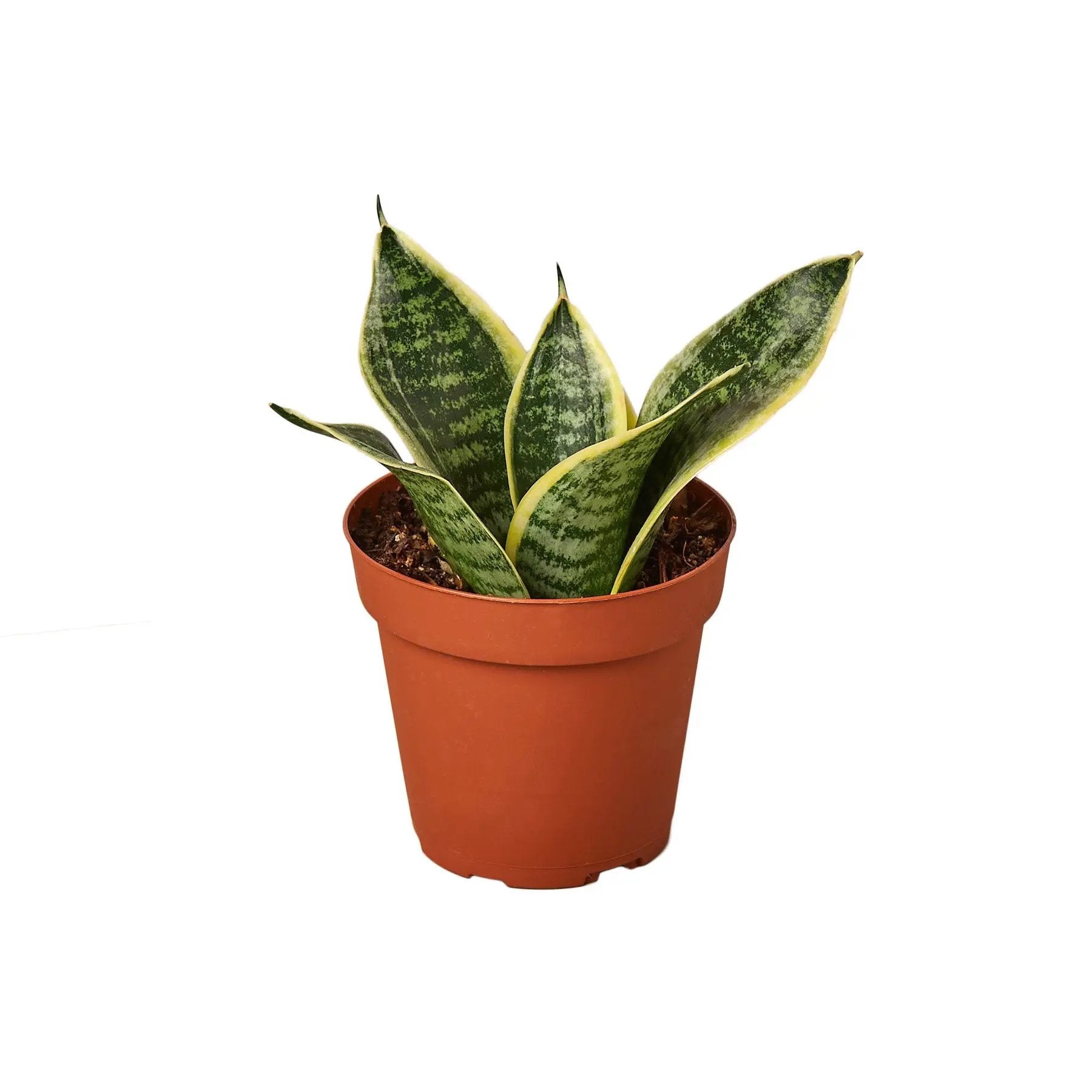 - image on Tampa Home & Garden Store