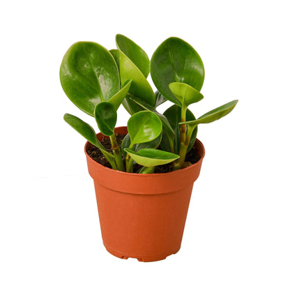Peperomia Thailand indoor plant with glossy green oval leaves in a terracotta pot on Tampa Home & Garden Store