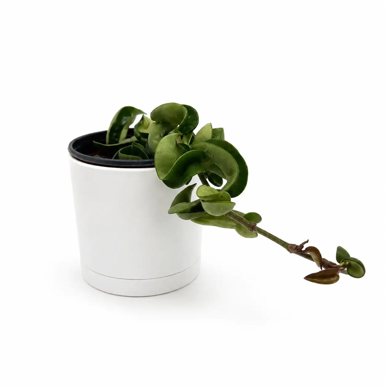 Hoya Hindu Rope Plant Compacta Indoor Easy Care
