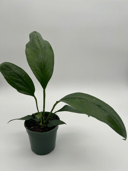 Anthurium Big Bill