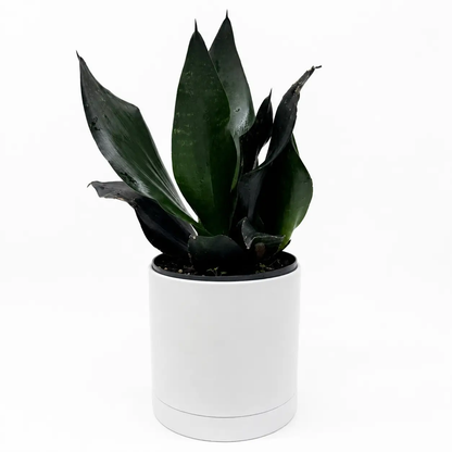 Sansevieria Black Dragon Indoor Plant Durable