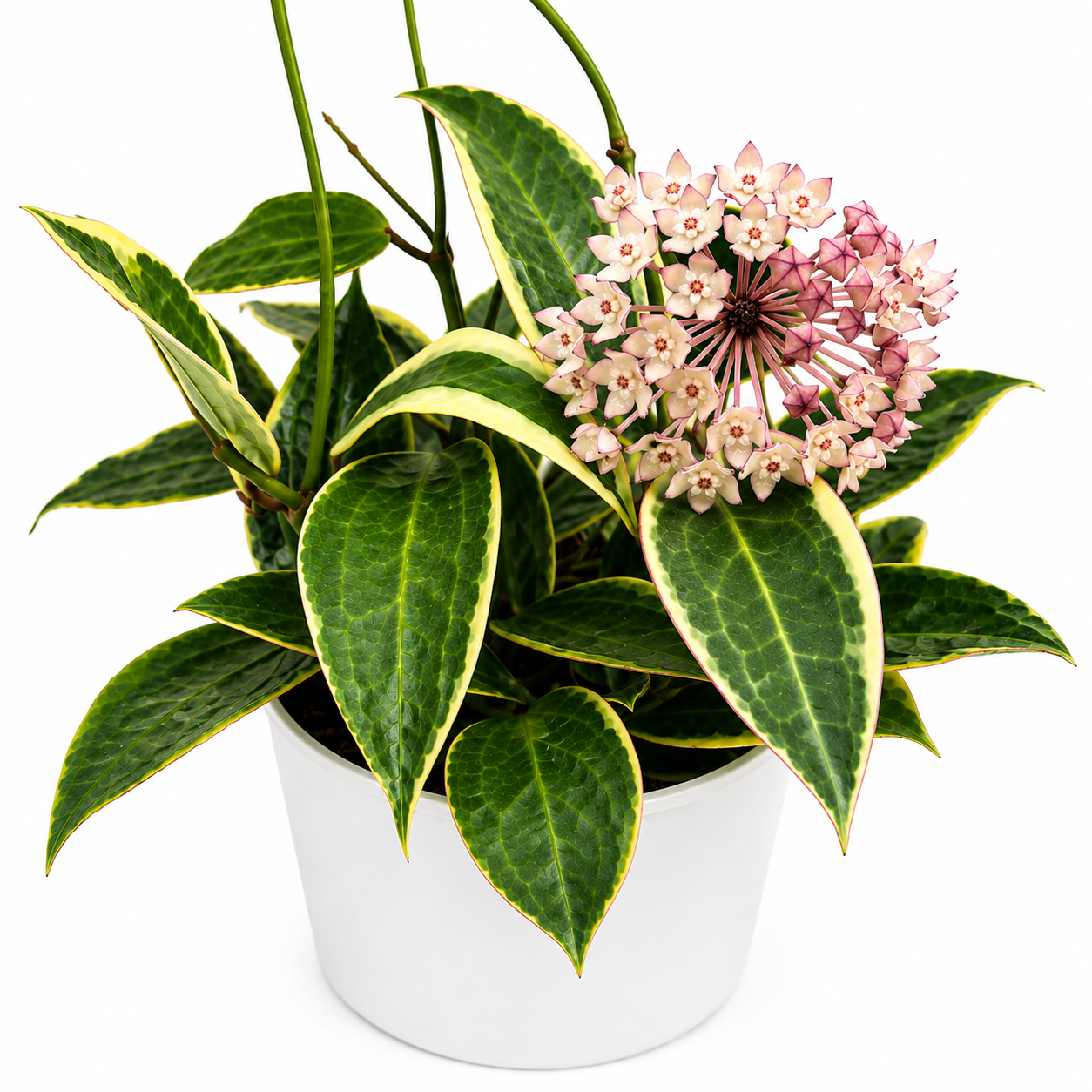 Hoya Variegated Macrophylla Tricolor with green leaves and pink blooms in a white pot on Tampa Home & Garden Store