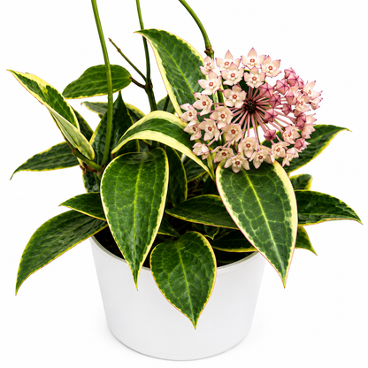 Hoya Variegated Macrophylla Tricolor with green leaves and pink blooms in a white pot on Tampa Home & Garden Store