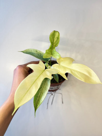 Philodendron Florida Ghost White plant with pale cream leaves in a small pot RUNOPLANTS on Tampa Home & Garden Store