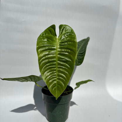 Anthurium Veitchii King Plant for Collectors