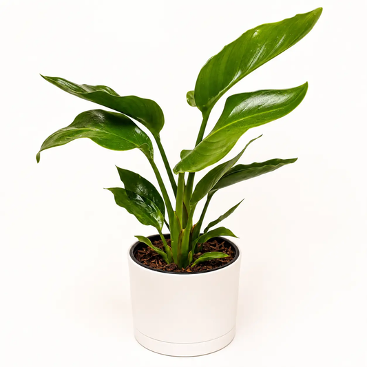 Bird of Paradise plant in white pot with glossy green leaves RUNOPLANTS potted houseplant on Tampa Home & Garden Store