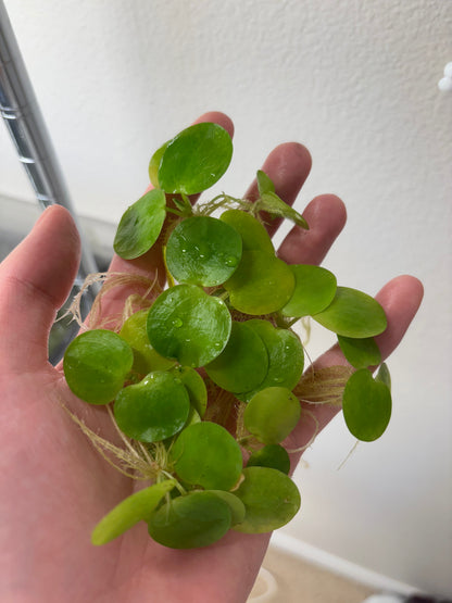 Amazon Frogbit 6 plants with green round leaves and visible roots AquaHorizon on Tampa Home & Garden Store