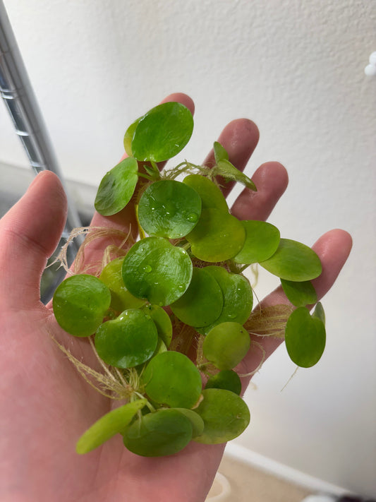 Amazon Frogbit 6 plants with green round leaves and visible roots AquaHorizon on Tampa Home & Garden Store