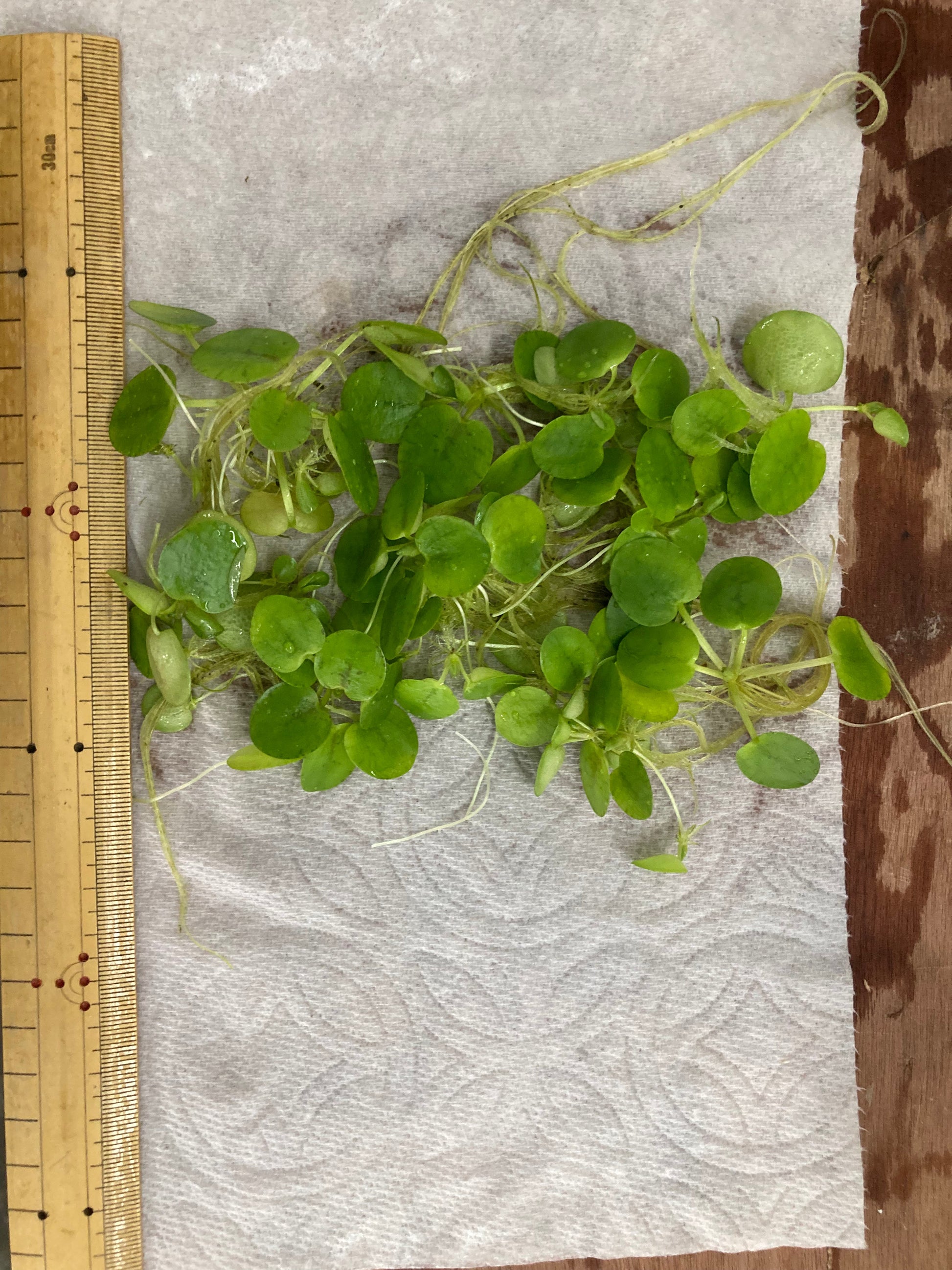 AquaHorizon Amazon Frogbit floating plant with round green leaves and long roots, 6 plants on Tampa Home & Garden Store