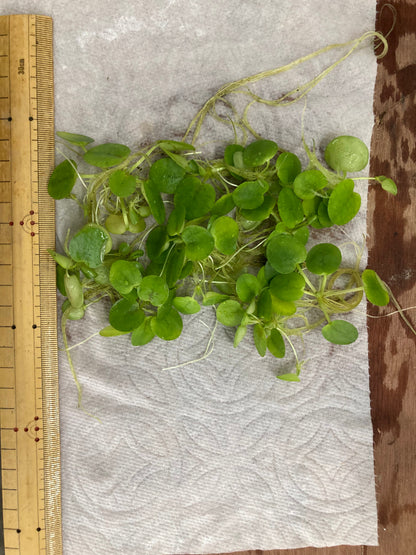 AquaHorizon Amazon Frogbit floating plant with round green leaves and long roots, 6 plants on Tampa Home & Garden Store