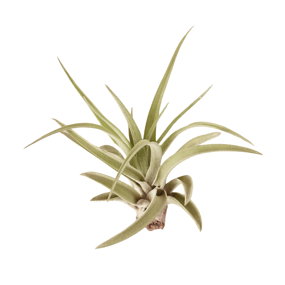 Tillandsia Veluntina Air Plant for Modern Decor