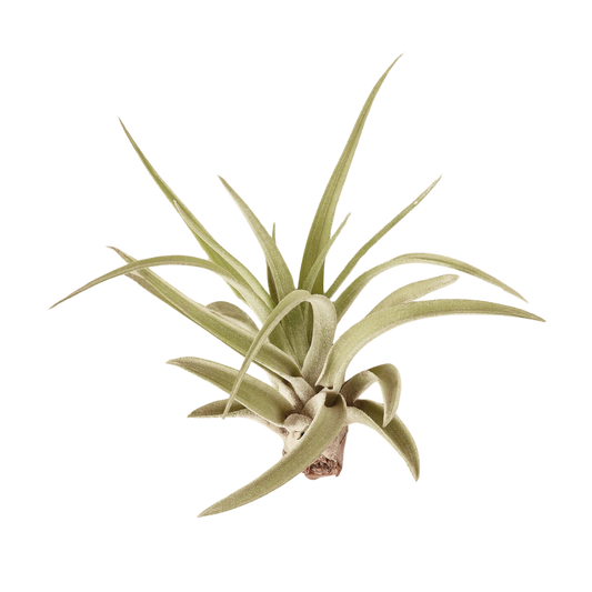 Tillandsia Air Plant Veluntina with silvery-green velvety leaves House Plant Shop on Tampa Home & Garden Store