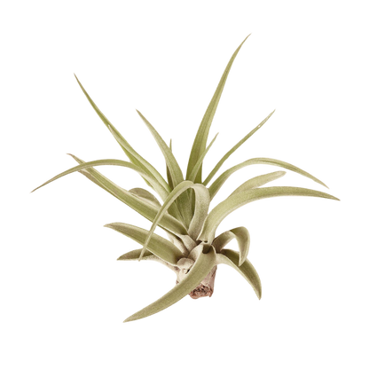 Tillandsia Veluntina Air Plant for Modern Decor